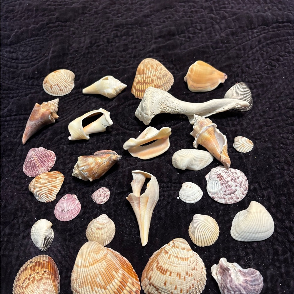 Bag of 28 Assorted Seashells from Sanibel Island, Florida